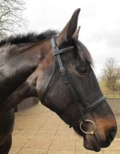 Wembley Pro Show Bridle