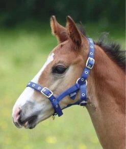 Shires Foal Nylon Headcollar