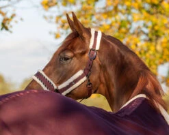 Qhp Diamond Headcollar Set