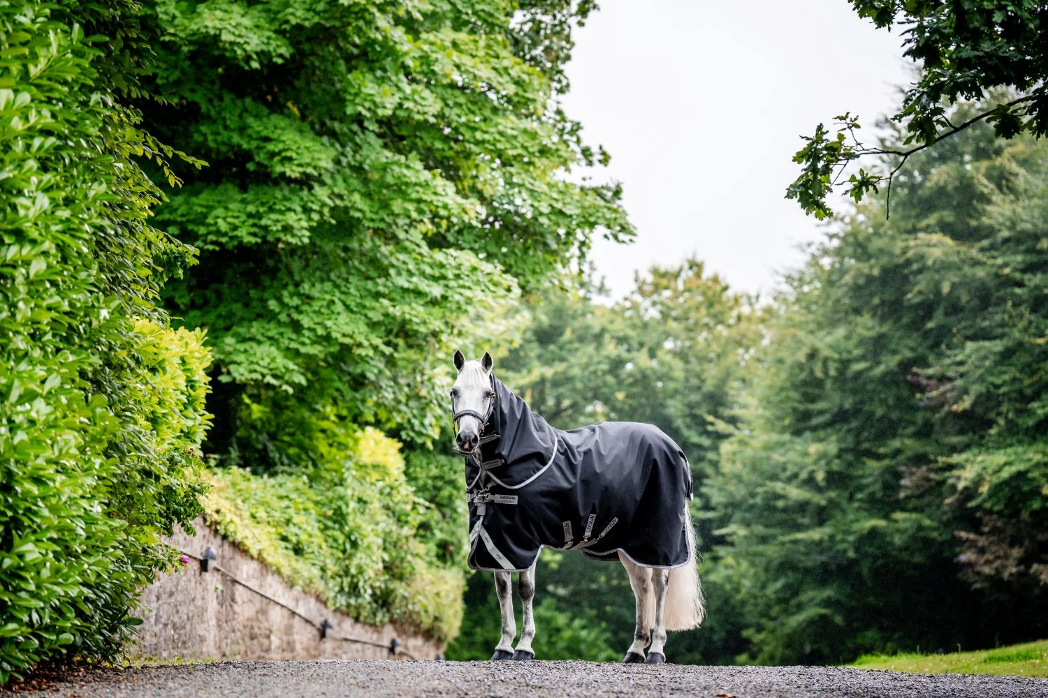 AMIGO BRAVO 12 PLUS BUNDLE (50G + 100G + 200G) 1 AMIGO BRAVO 12 PLUS BUNDLE (50G + 100G + 200G)