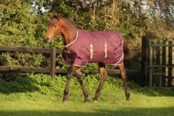 AMIGO FOAL 200G RIPSTOP RUG