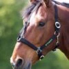 Greenguard Headcollar