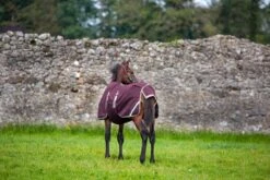 Horseware Amigo Ripstop Foal Rug 200g Turnout -Tack Shop horseware amigo ripstop foal rug 200g 15016