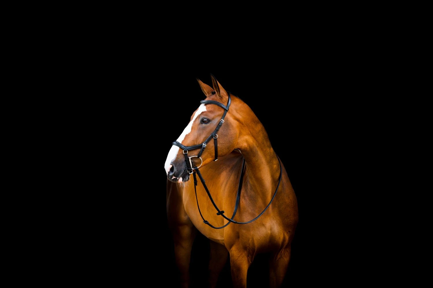 Horseware Micklem 2 Deluxe Competition Bridle 2 Horseware Micklem 2 Deluxe Competition Bridle - Image 2