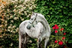 HORSEWARE SIGNATURE BRAIDED HEADCOLLAR