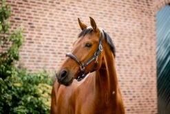 HORSEWARE SIGNATURE COMPETITION HEADCOLLAR