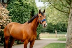 HORSEWARE SIGNATURE GROOMING HEADCOLLAR