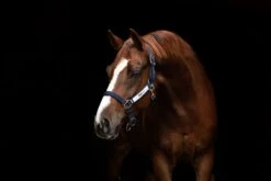 Horseware Field Safe Headcollar